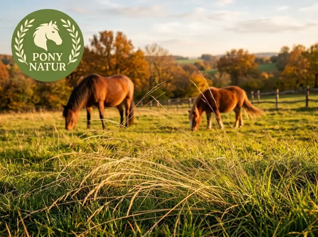Einzelne, trockene braune Gras-Halme liegen locker auf einer grünen Herbstweide, im Hintergrund grasen zwei Ponys im warmen Abendlicht.