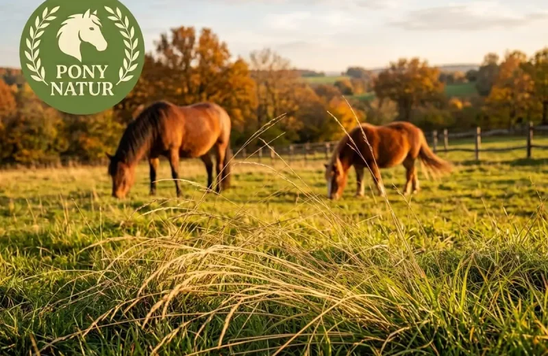 Einzelne, trockene braune Gras-Halme liegen locker auf einer grünen Herbstweide, im Hintergrund grasen zwei Ponys im warmen Abendlicht.