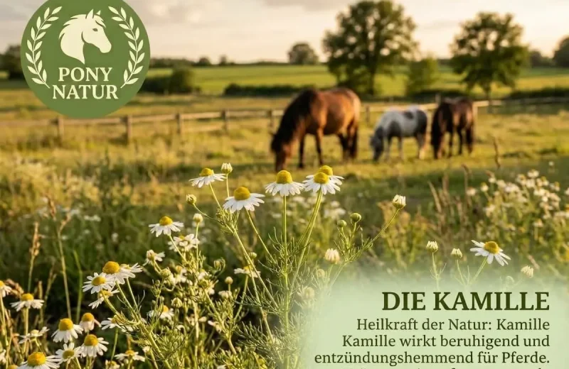 Kamille für Pferde: Was sie wirklich kann – und was nicht
