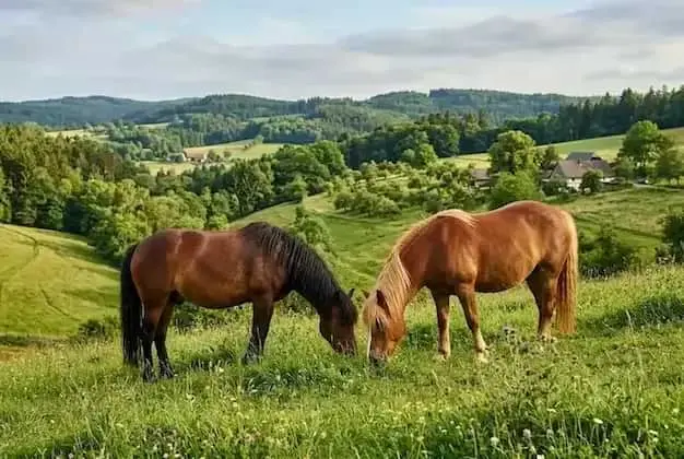 Pony Hengst Hangweide